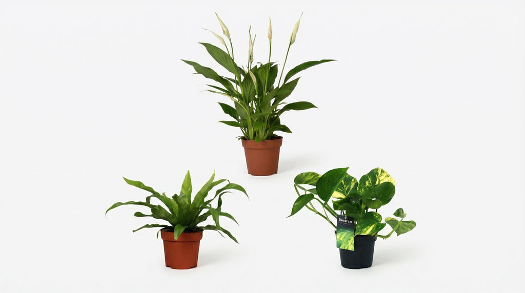 Luchtzuiverende Mix (3 Stuks) P 12 H 20 tot 45 cm - 22676 - PlantenShop24
