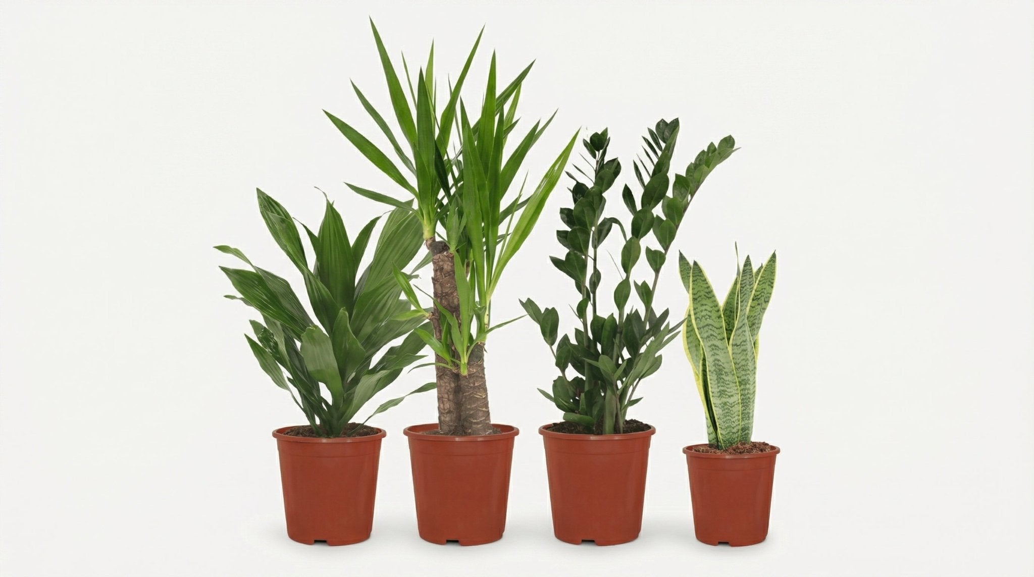 Makkelijke Plantenbox (4x) P 14 tot 17 cm - 4179 - PlantenShop24