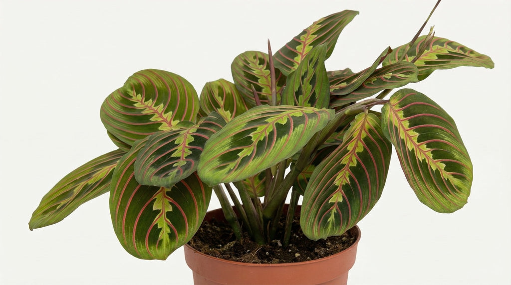 Maranta Fascinator (pijlwortel) P 12 H 20 cm - 2923 - PlantenShop24