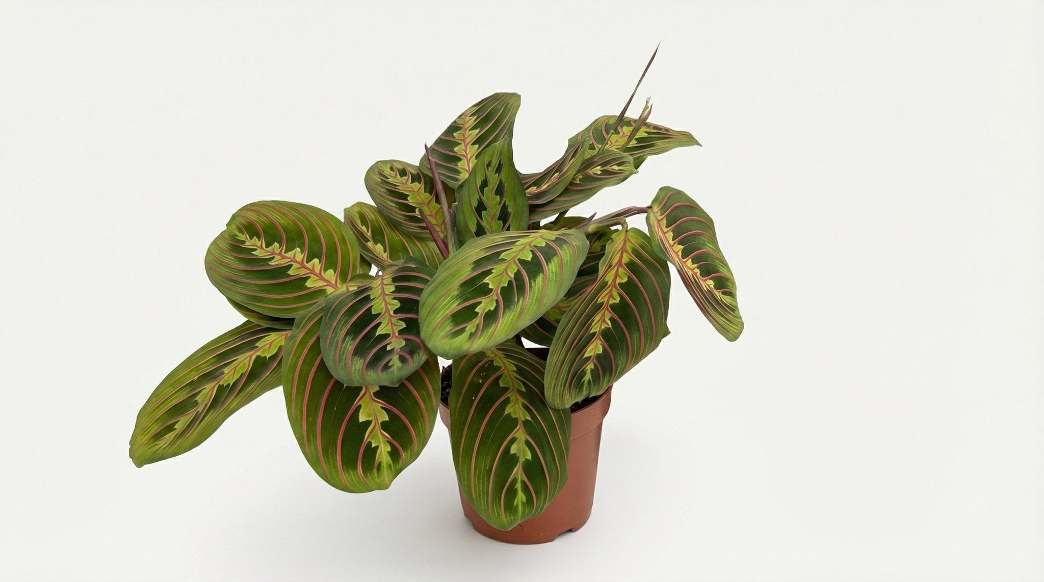 Maranta Fascinator (pijlwortel) P 12 H 20 cm - 2923 - PlantenShop24