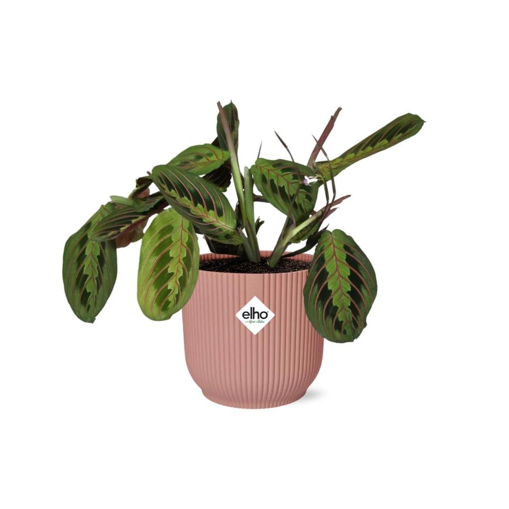 Maranta Leuconeura 'Fascinator' Tricolor In Elho Vibes Fold (met pot) P 14 cm - 21719 - PlantenShop24