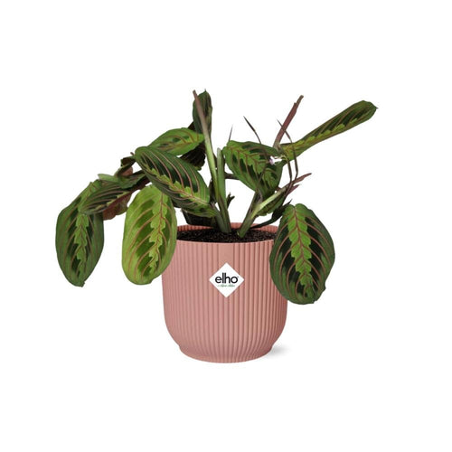 Maranta Leuconeura 'Fascinator' Tricolor In Elho Vibes Fold (met pot) P 14 cm - 21719 - PlantenShop24