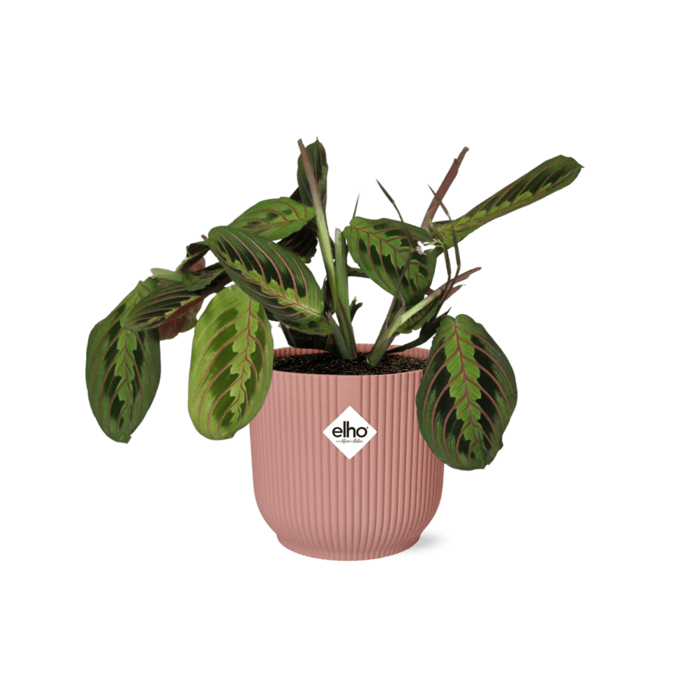 Maranta Leuconeura 'Fascinator' Tricolor In Elho Vibes Fold (met pot) P 14 cm - 21719 - PlantenShop24