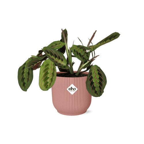 Maranta Leuconeura 'Fascinator' Tricolor In Elho Vibes Fold (met pot) P 14 cm - 21719 - PlantenShop24