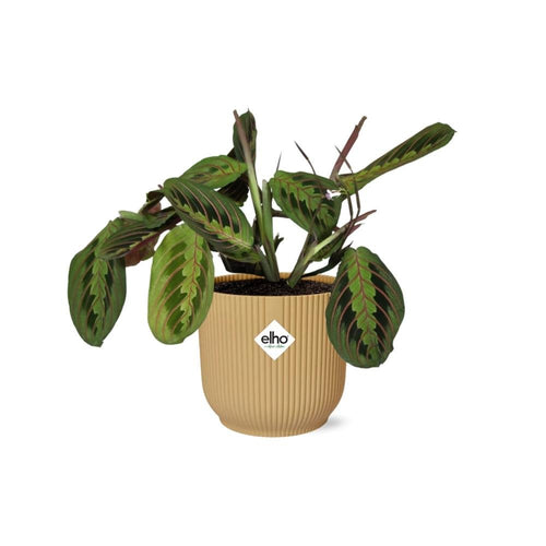 Maranta Leuconeura 'Fascinator' Tricolor (met pot elho vibes fold) P 14 cm - 21684 - PlantenShop24