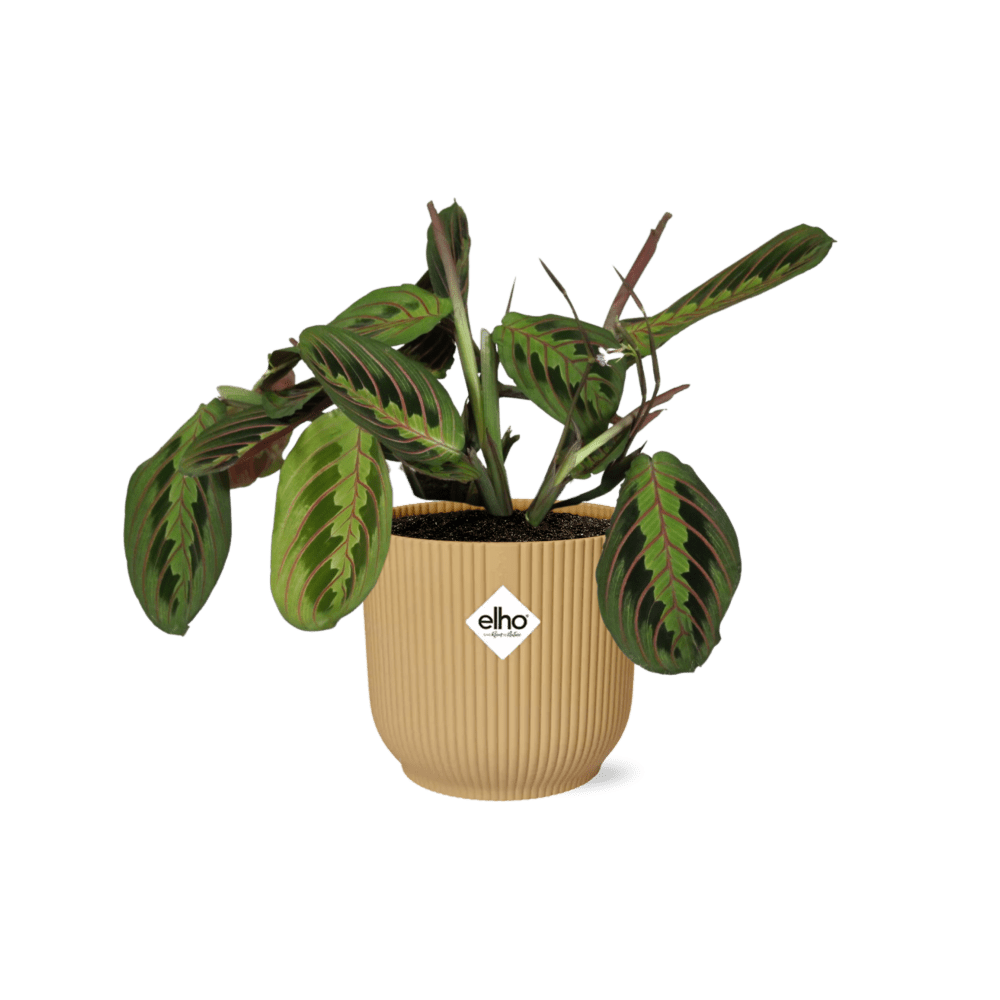 Maranta Leuconeura 'Fascinator' Tricolor (met pot elho vibes fold) P 14 cm - 21684 - PlantenShop24