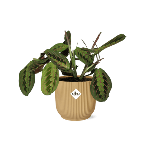 Maranta Leuconeura 'Fascinator' Tricolor (met pot elho vibes fold) P 14 cm - 21684 - PlantenShop24