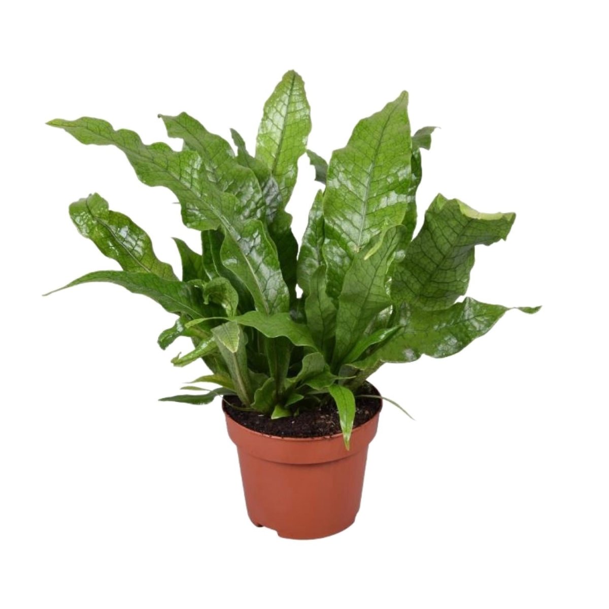 Microsorum Crocodyllus P 12 cm H 30 cm - 16747 - PlantenShop24