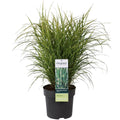 Miscanthus Sinensis Strictus H 60 cm - 6807 - PlantenShop24