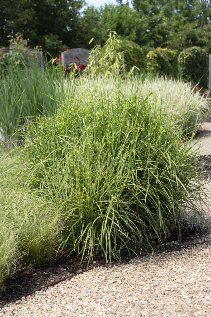 Miscanthus Sinensis Strictus H 60 cm - 6807 - PlantenShop24