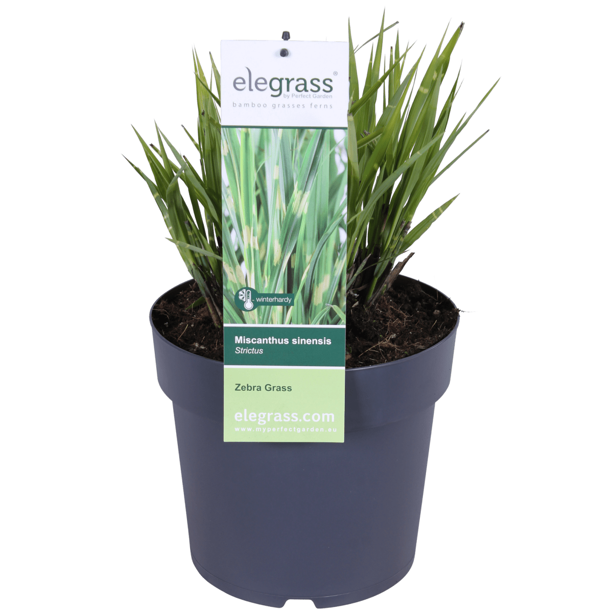 Miscanthus Sinensis Strictus H 60 cm - 6807 - PlantenShop24