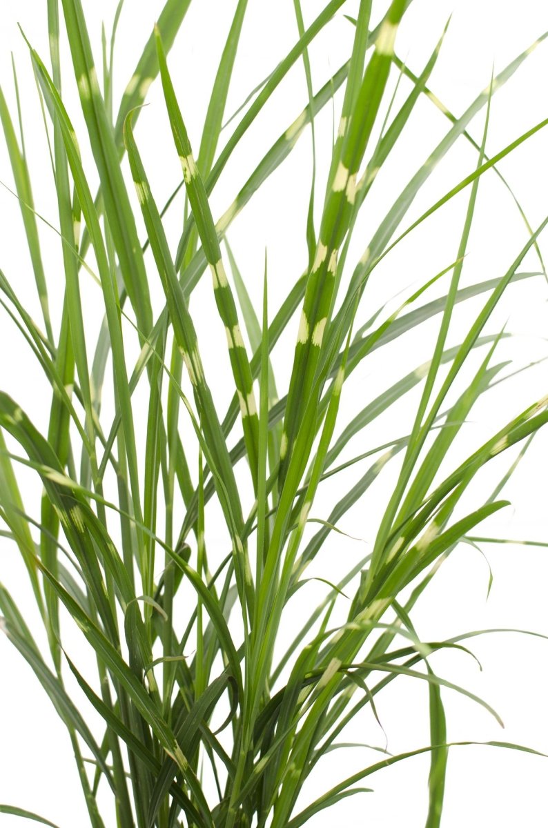 Miscanthus Sinensis 'Strictus' P 23 H 60 cm - 6806 - PlantenShop24