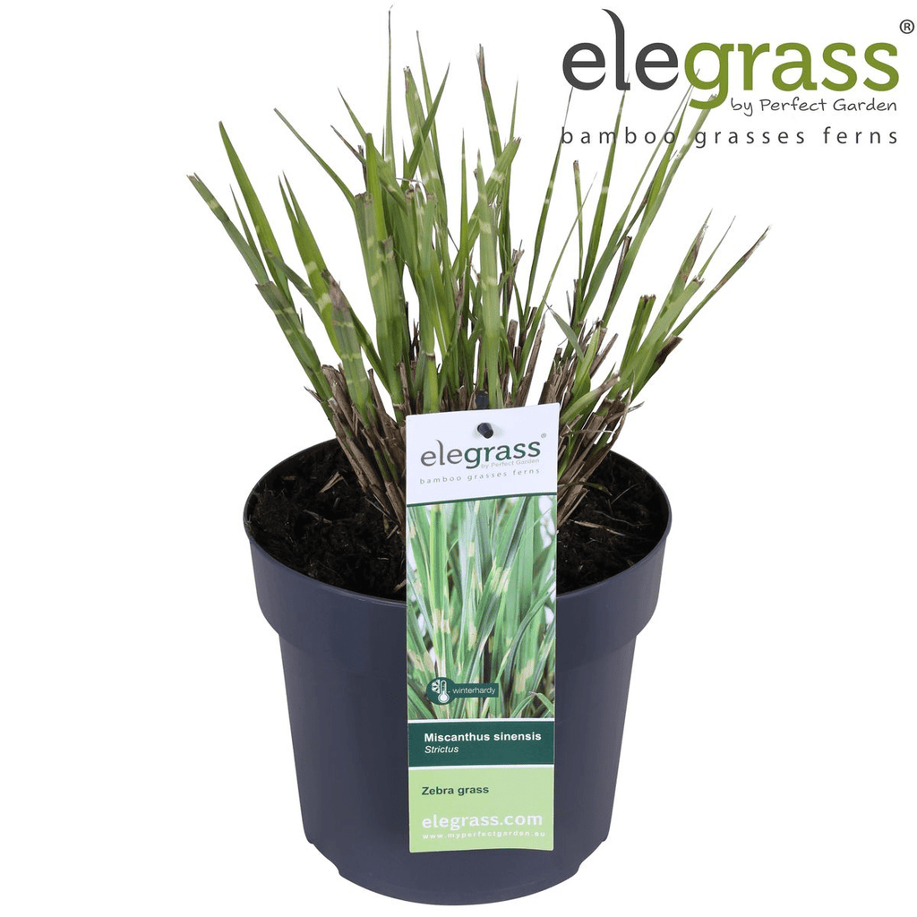 Miscanthus Sinensis 'Strictus' P 23 H 60 cm - 6806 - PlantenShop24