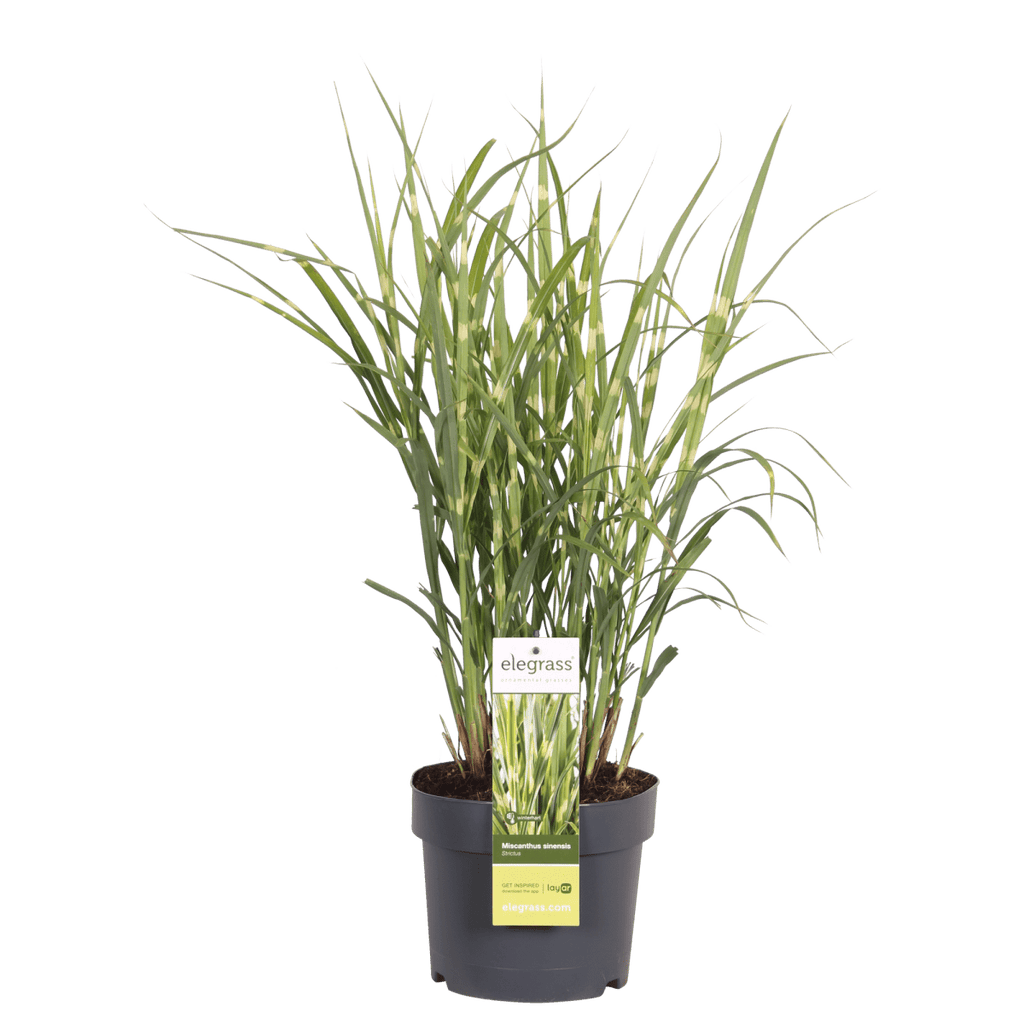 Miscanthus Sinensis 'Strictus' P 23 H 60 cm - 6806 - PlantenShop24