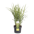 Miscanthus Sinensis 'Strictus' P 23 H 60 cm - 6806 - PlantenShop24