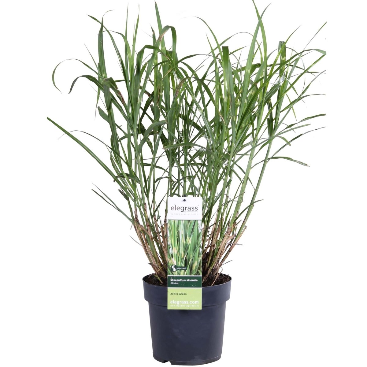 Miscanthus Sinensis 'Strictus' P 23 H 60 cm - 6806 - PlantenShop24