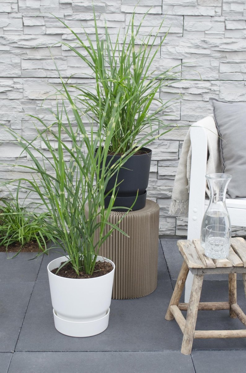 Miscanthus Sinensis 'Strictus' P 23 H 60 cm - 6806 - PlantenShop24