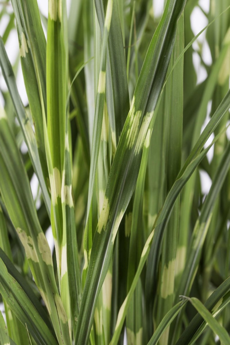 Miscanthus Sinensis 'Strictus' P 23 H 60 cm - 6806 - PlantenShop24
