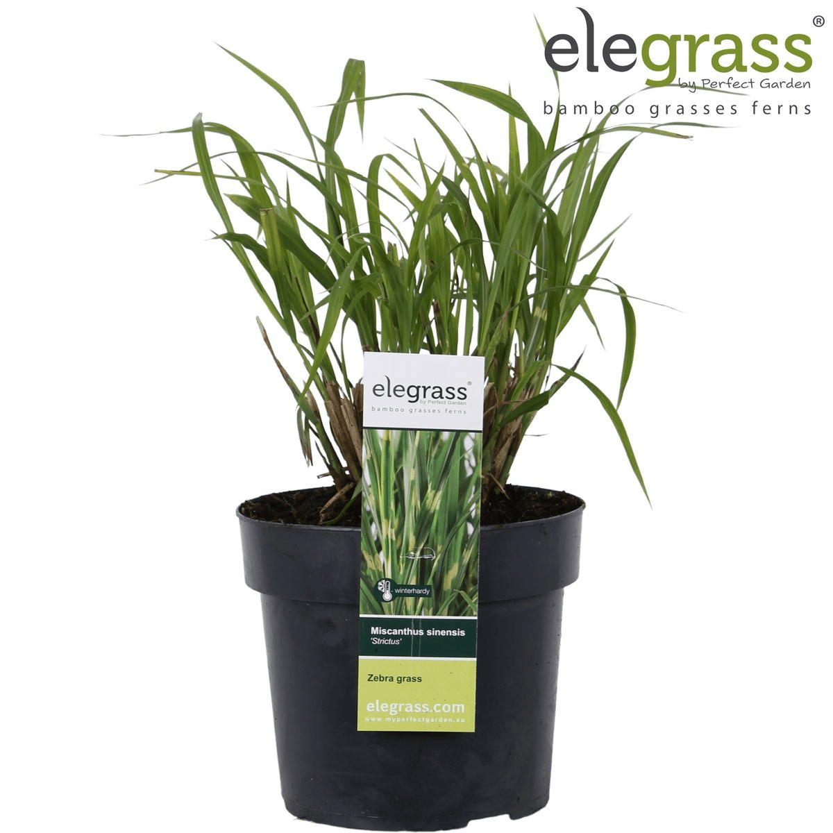 Miscanthus Sinensis 'Strictus' P 23 H 60 cm - 6806 - PlantenShop24