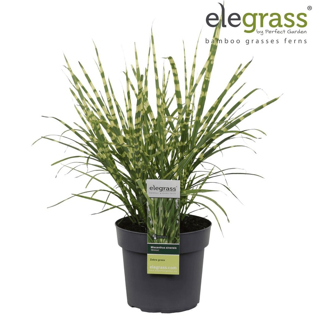 Miscanthus Sinensis 'Strictus' P 23 H 60 cm - 6806 - PlantenShop24