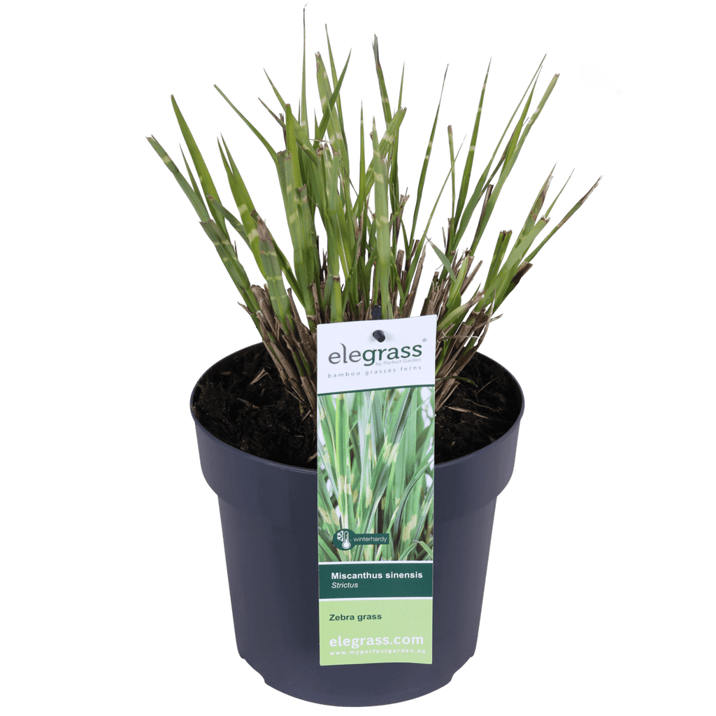 Miscanthus Sinensis 'Strictus' P 23 H 60 cm - 6806 - PlantenShop24