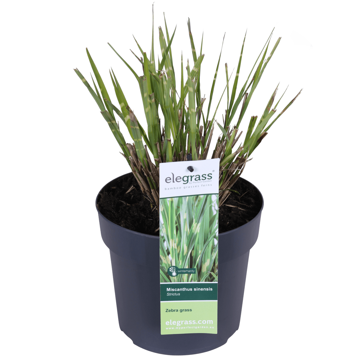 Miscanthus Sinensis 'Strictus' P 23 H 60 cm - 6806 - PlantenShop24