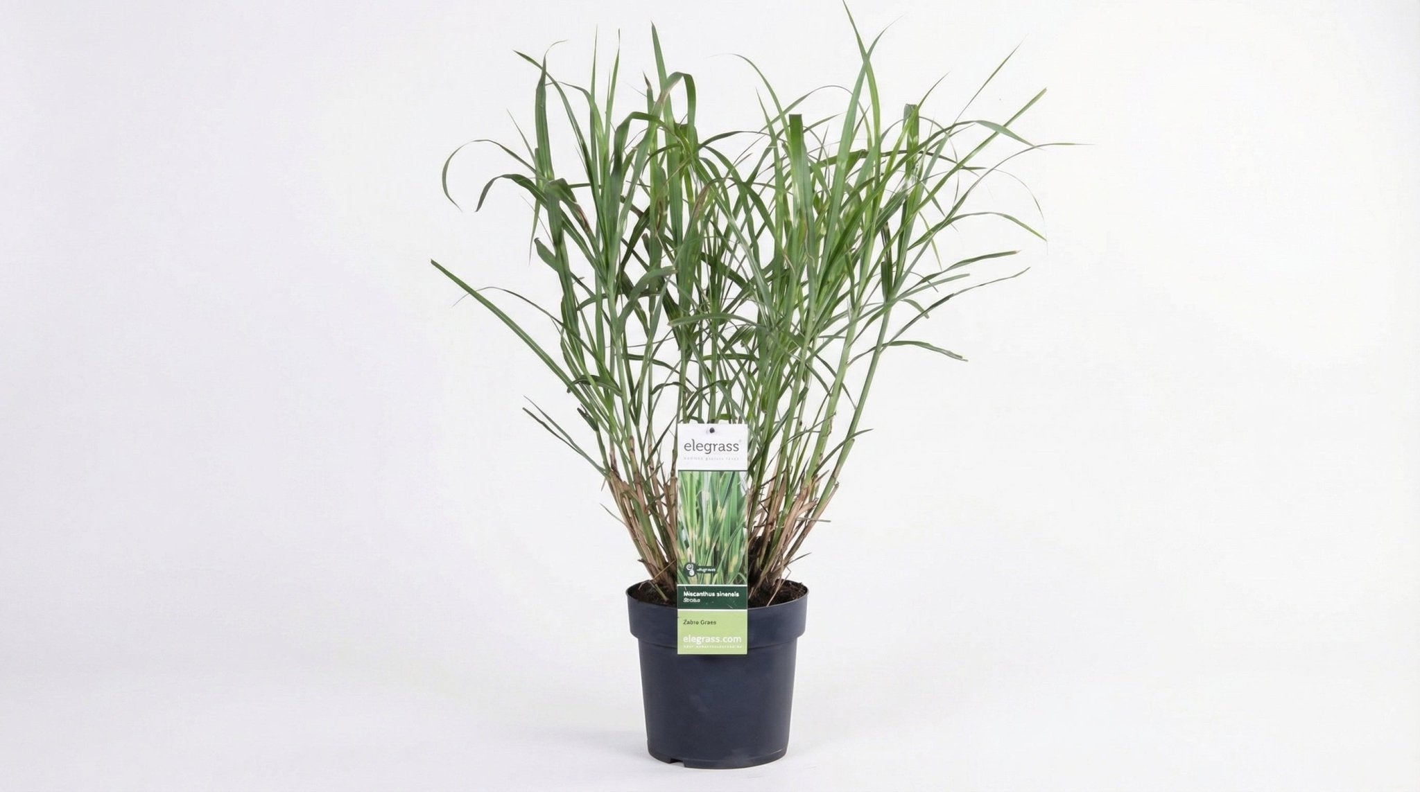 Miscanthus Sinensis 'Strictus' P 23 H 60 cm - 6806 - PlantenShop24