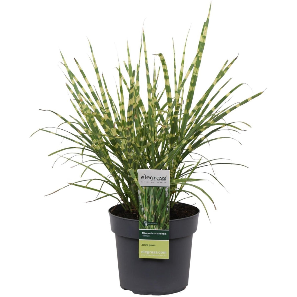 Miscanthus Sinensis 'Strictus' P 23 H 60 cm - 6806 - PlantenShop24