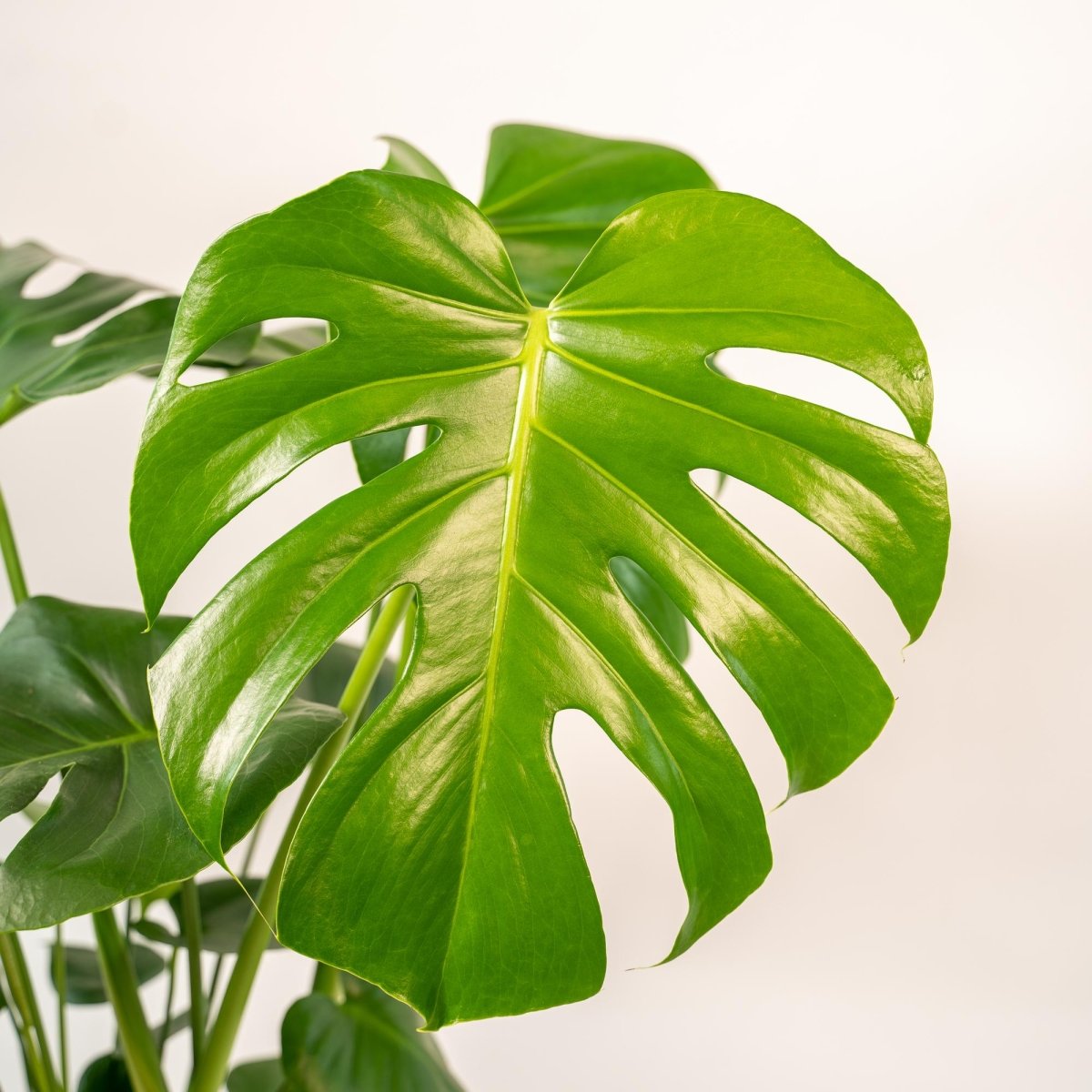 Monstera Deliciosa (met mand selin) P 21 H 80 cm - 7066 - PlantenShop24
