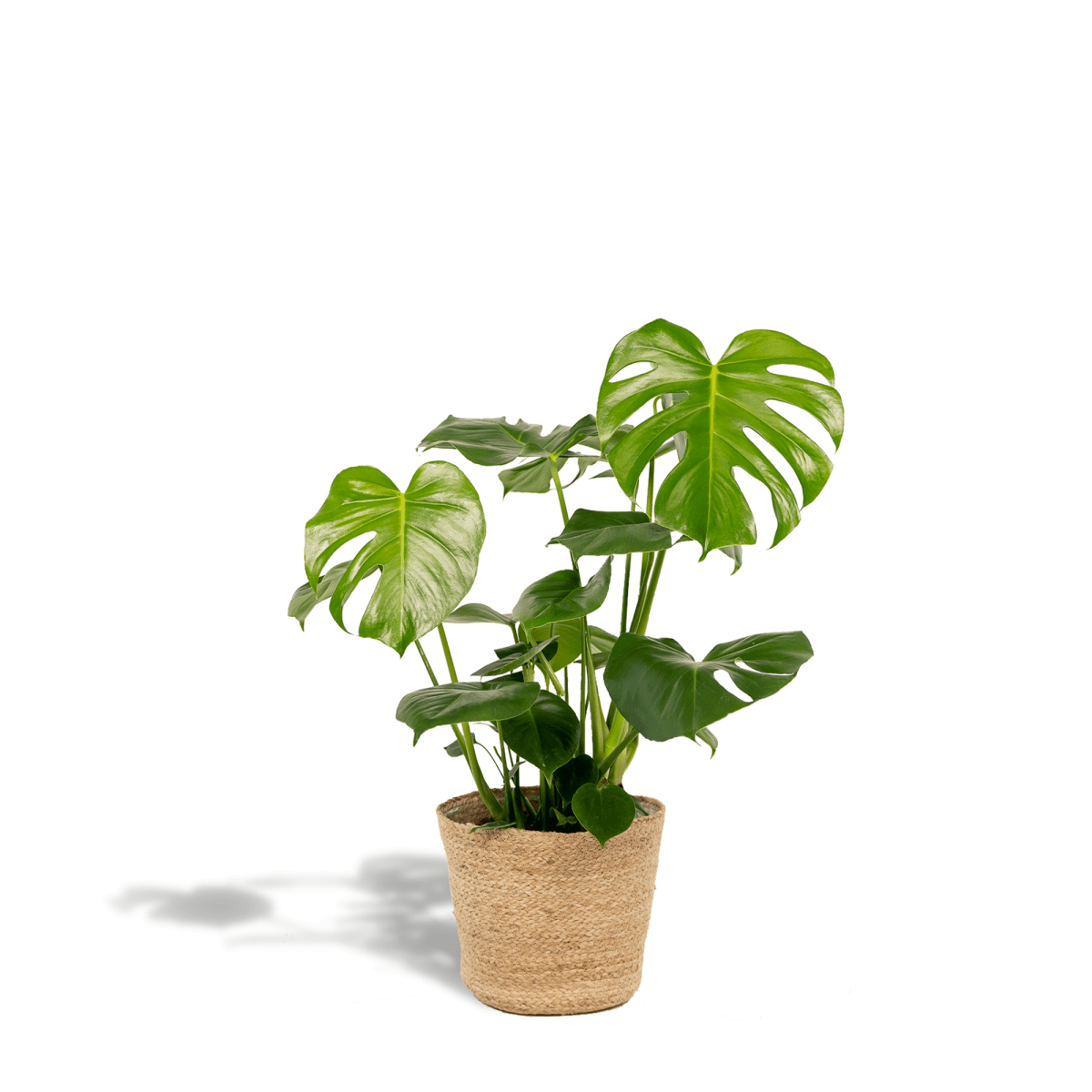 Monstera Deliciosa (met mand selin) P 21 H 80 cm - 7066 - PlantenShop24