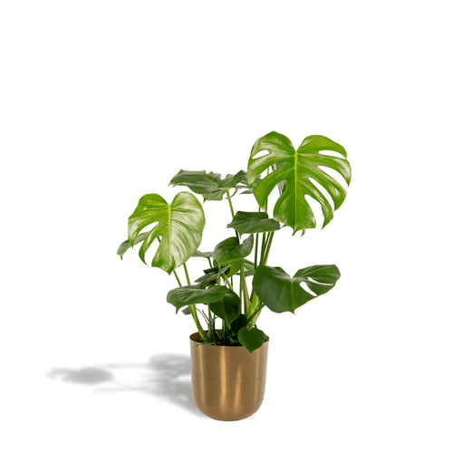 Monstera Deliciosa (met pot mayk gold) P 21 H 80 cm - 7090 - PlantenShop24