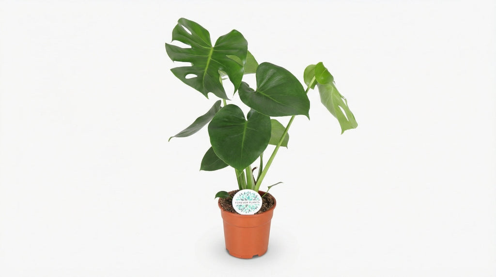 Monstera Deliciosa P 17 H 55 cm - 2926 - PlantenShop24