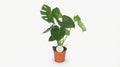 Monstera Deliciosa P 17 H 55 cm - 2926 - PlantenShop24
