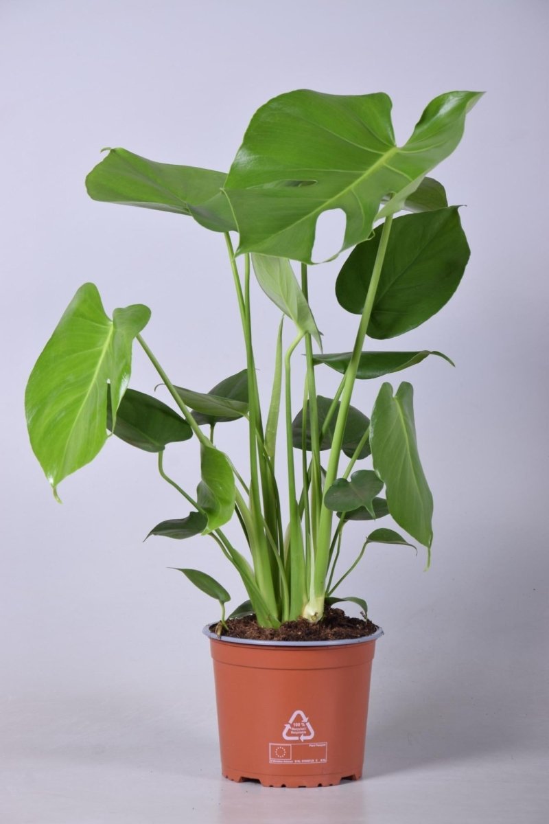 Monstera Deliciosa P 17 H 60 cm - 16671 - PlantenShop24