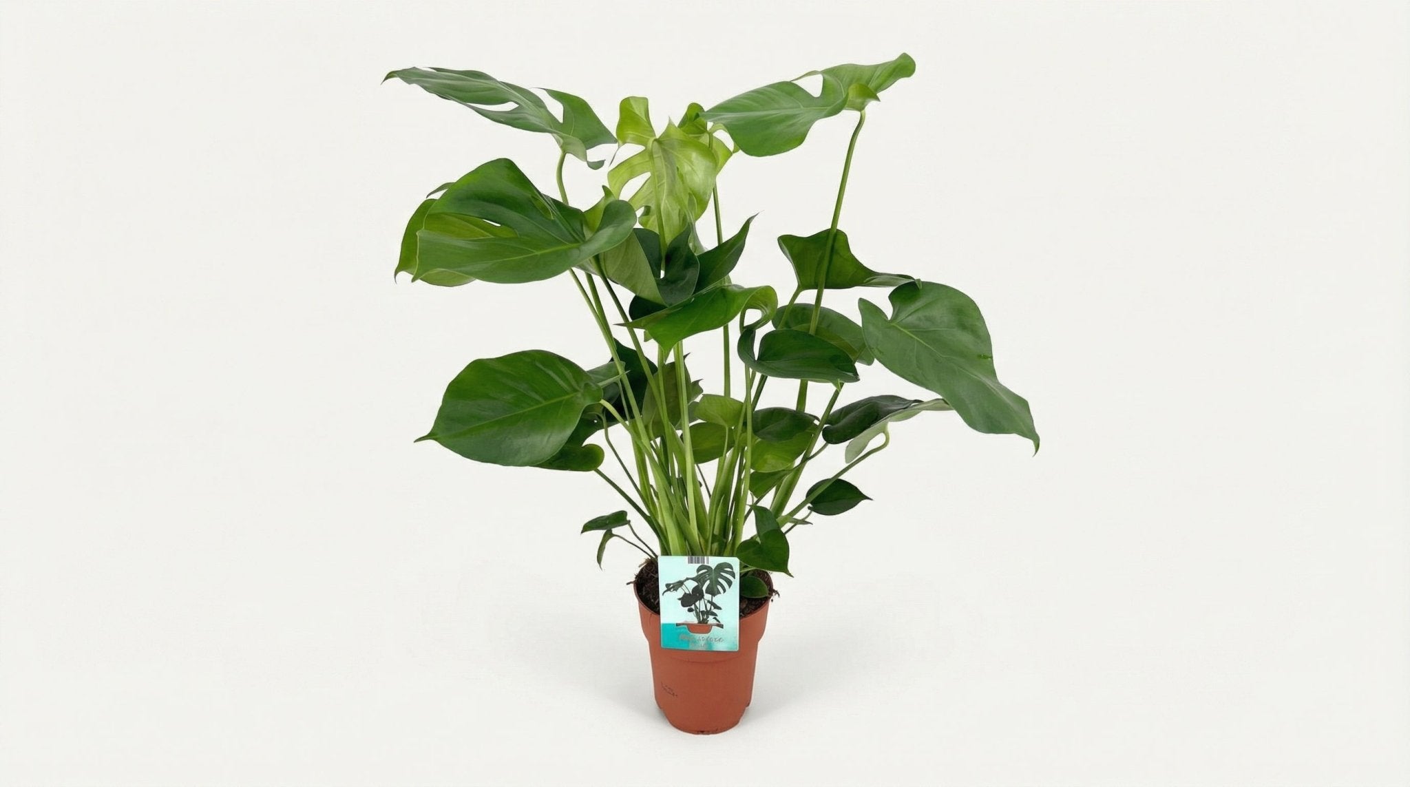 Monstera Deliciosa P 19 H 60 cm - 2794 - PlantenShop24