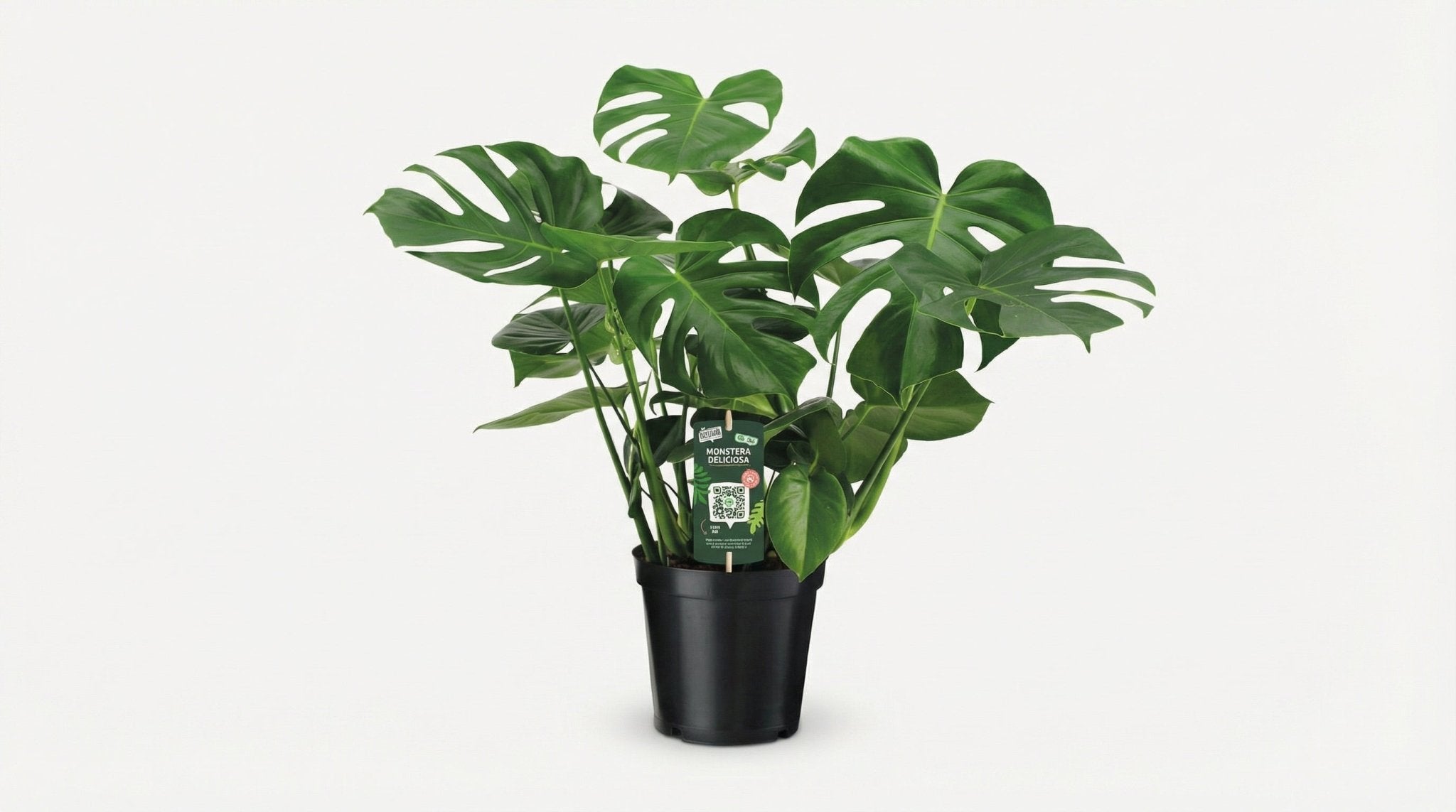 Monstera Deliciosa P 21 H 65 cm - 2927 - PlantenShop24