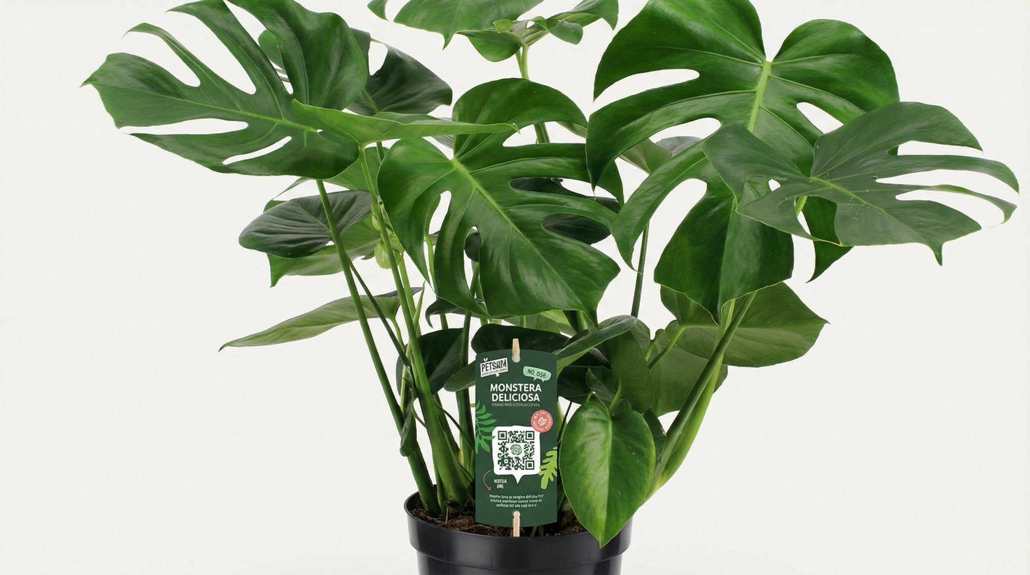 Monstera Deliciosa P 21 H 65 cm - 2927 - PlantenShop24