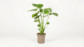 Monstera Deliciosa 'Tauerii' P 17 H 50 tot 70 cm - 39797 - PlantenShop24