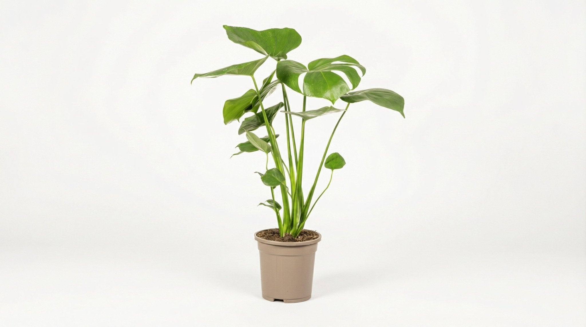 Monstera Deliciosa 'Tauerii' P 17 H 50 tot 70 cm - 39797 - PlantenShop24