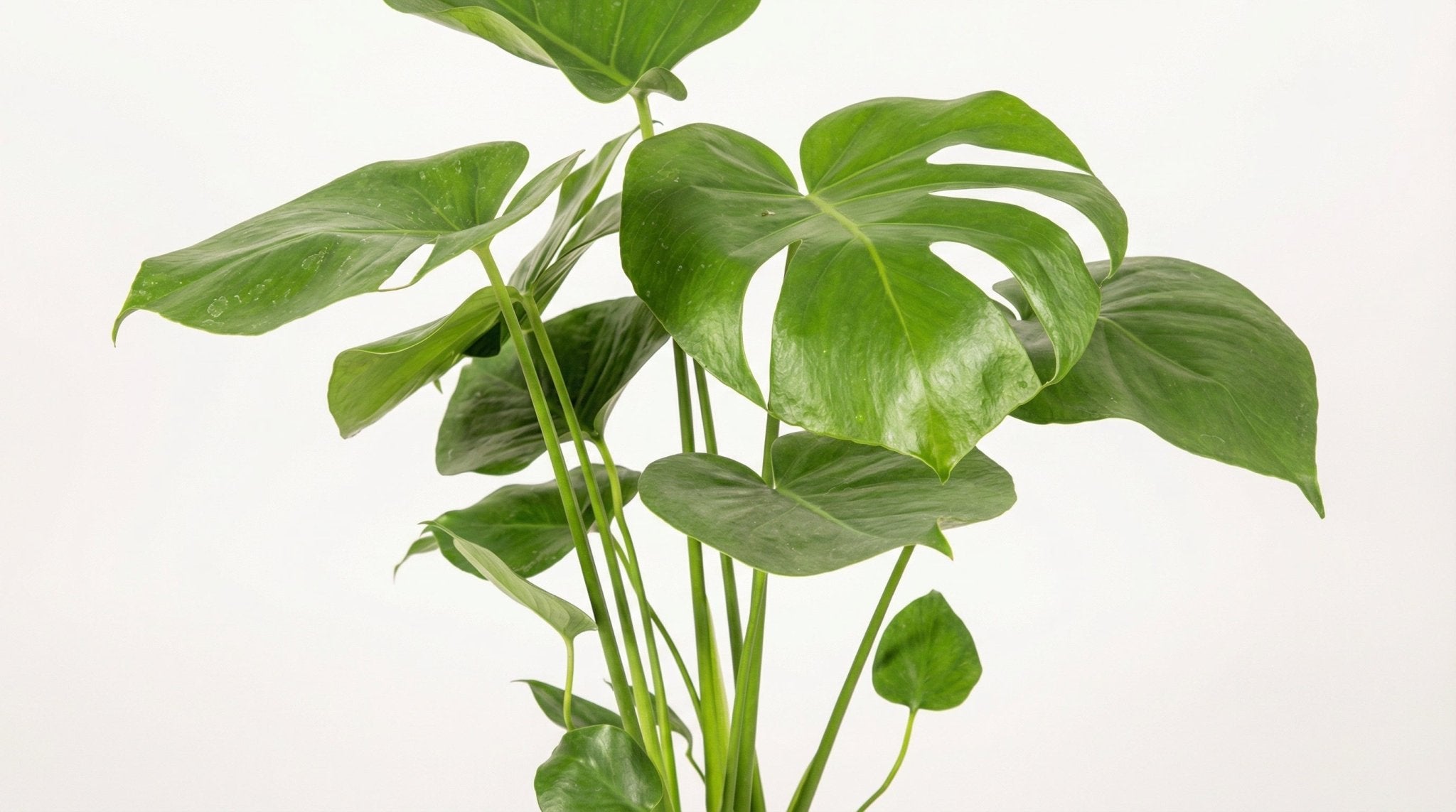 Monstera Deliciosa 'Tauerii' P 17 H 50 tot 70 cm - 39797 - PlantenShop24