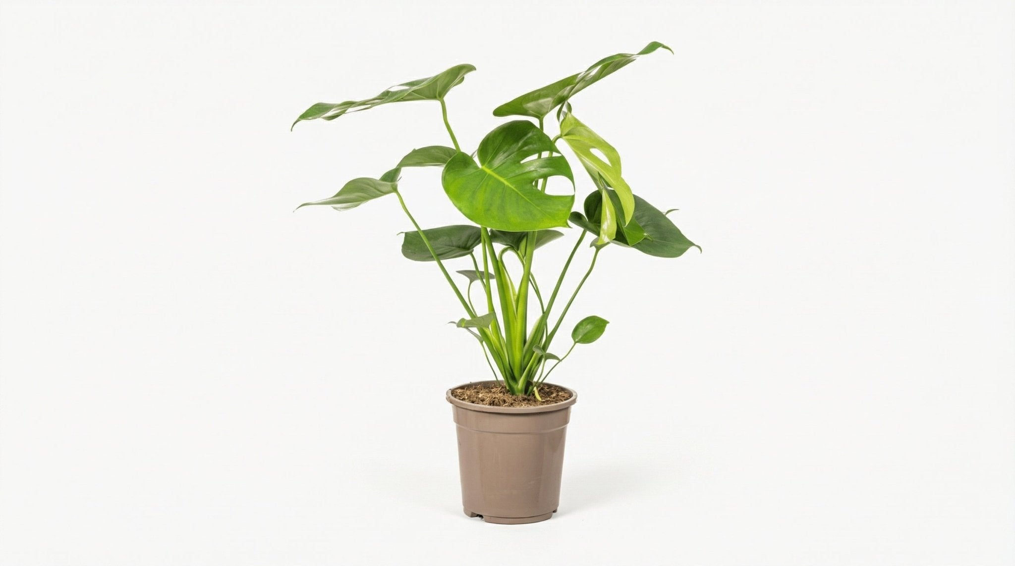 Monstera Deliciosa Tauerii P 19 H 70 tot 90 cm - 39799 - PlantenShop24