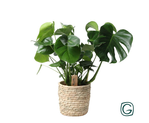Monstera In Basket Palmleaf (met pot) P 21 H 60 cm - 30764 - PlantenShop24