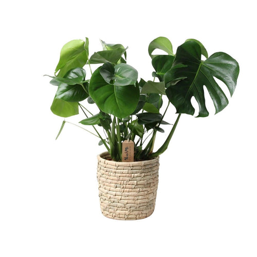 Monstera In Basket Palmleaf (met pot) P 21 H 60 cm - 30764 - PlantenShop24