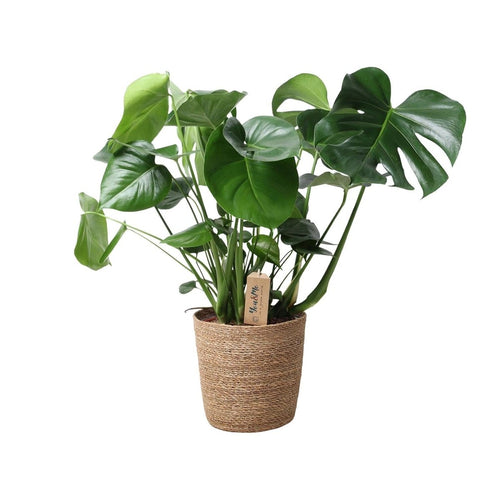 Monstera In Natural Basket (plant met pot) P 21 H 60 cm - 30756 - PlantenShop24