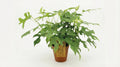 Monstera Minima P 15 H 40 cm - 2929 - PlantenShop24