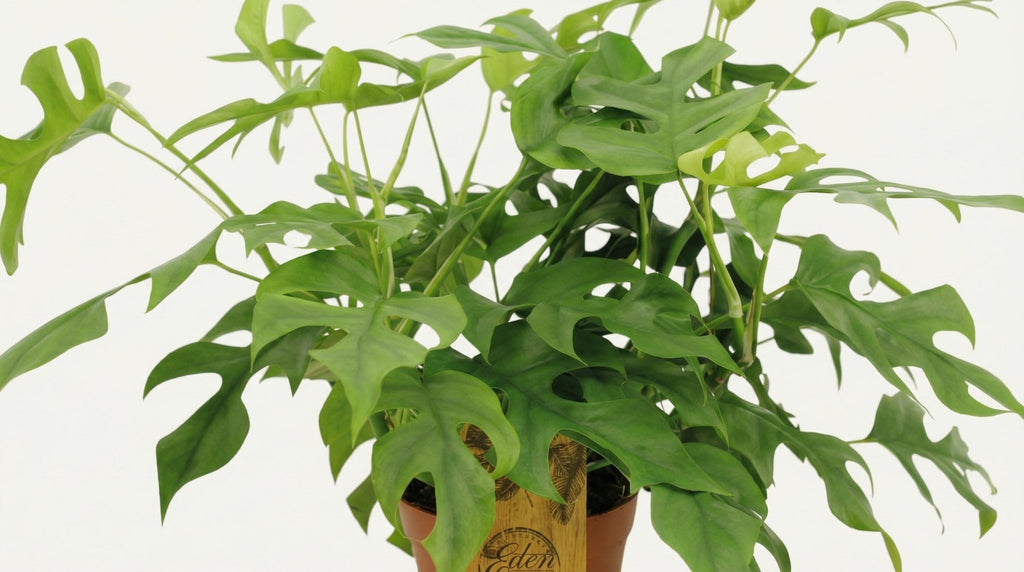 Monstera Minima P 15 H 40 cm - 2929 - PlantenShop24