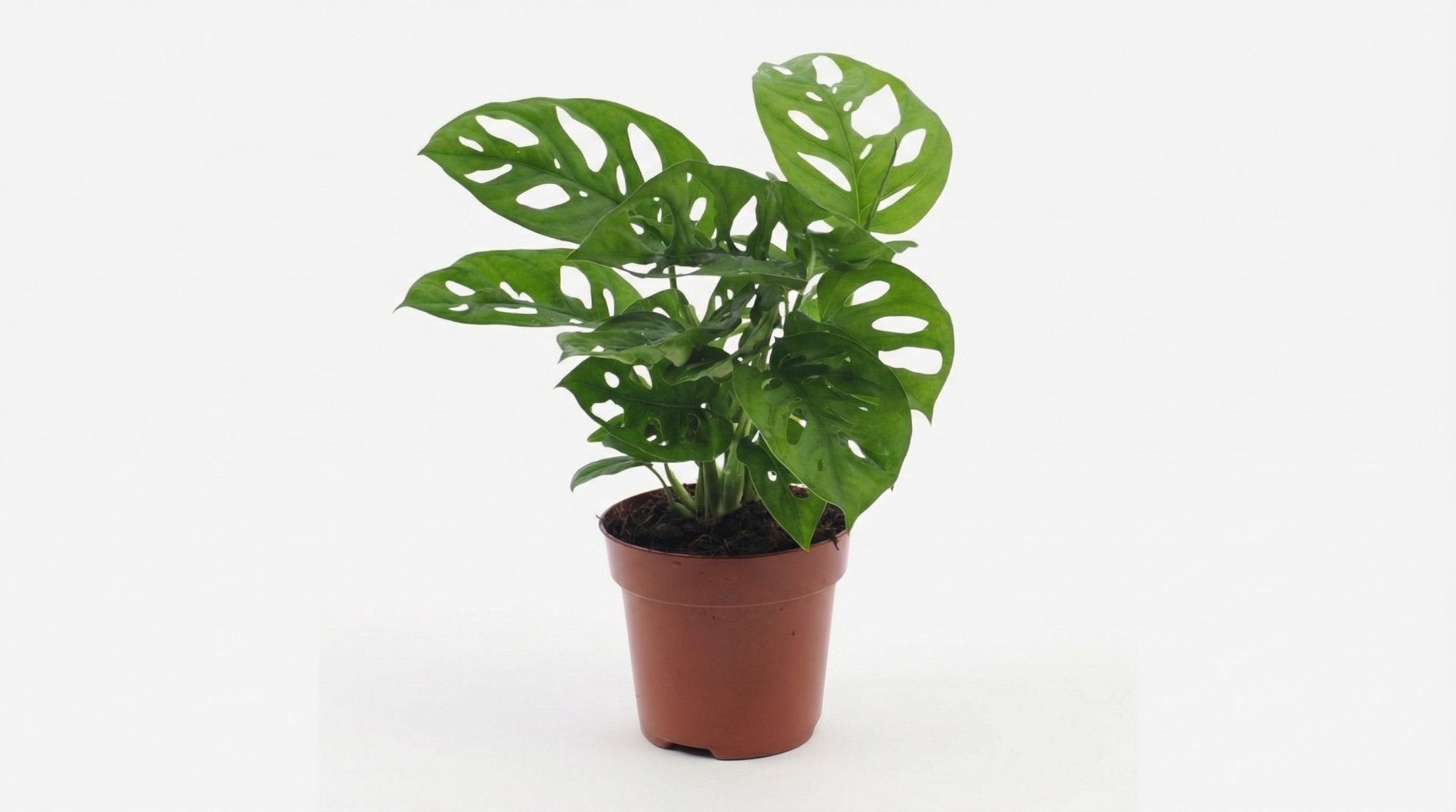 Monstera Monkey Leaf (gatenplant) P 12 H 30 cm - 3014 - PlantenShop24