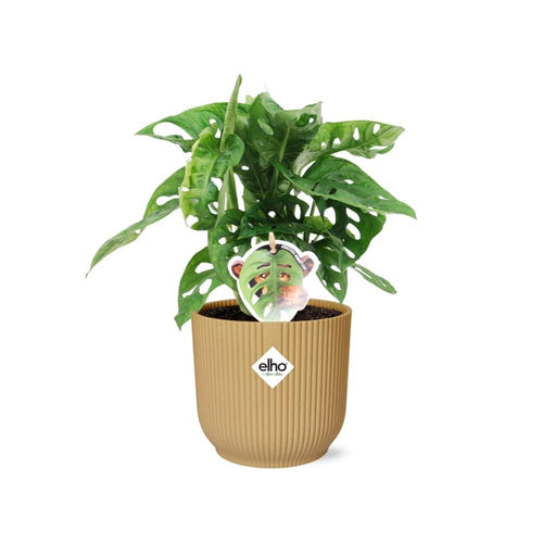 Monstera 'Monkey Leaf' In Elho Vibes Fold Geel (met pot) P 14 cm - 21693 - PlantenShop24