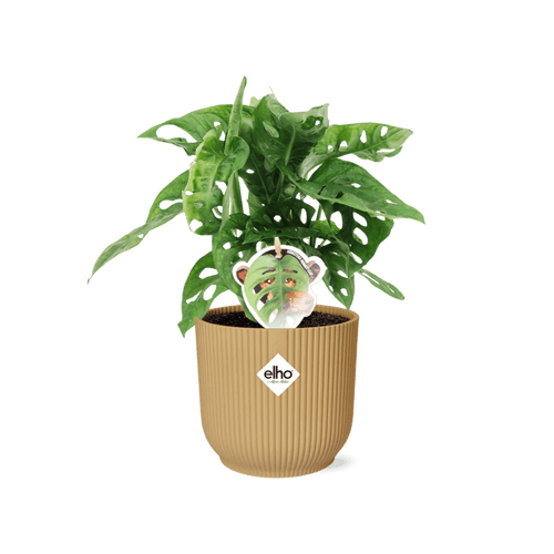 Monstera 'Monkey Leaf' In Elho Vibes Fold Geel (met pot) P 14 cm - 21693 - PlantenShop24