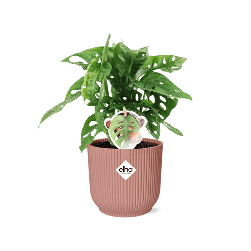 Monstera 'Monkey Leaf' (met pot) P 14 cm - 21728 - PlantenShop24